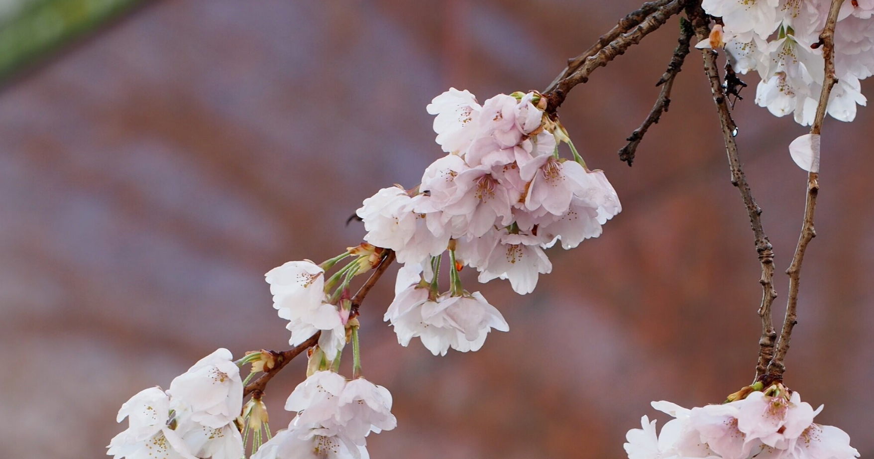 EASTER GREETINGS - Boboli Vancouver Canada